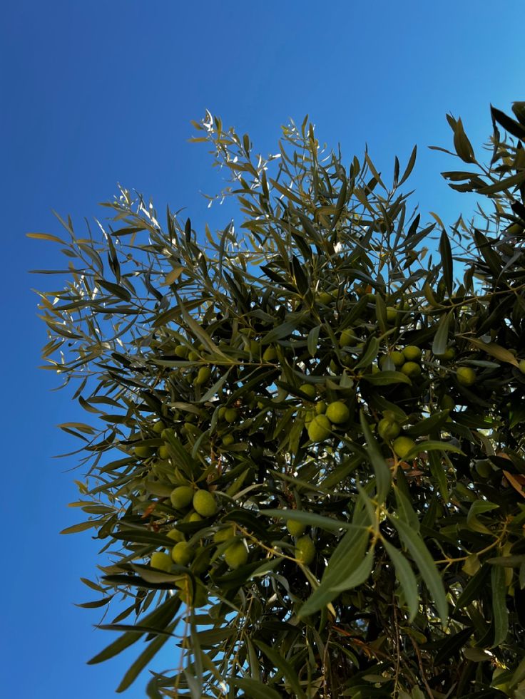 Olives sur un arbre